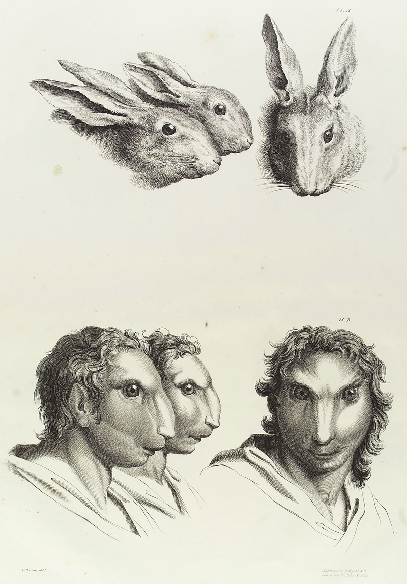 Illustration for article titled Baroque-Era Drawings Reveal Early Ideas About Evolution